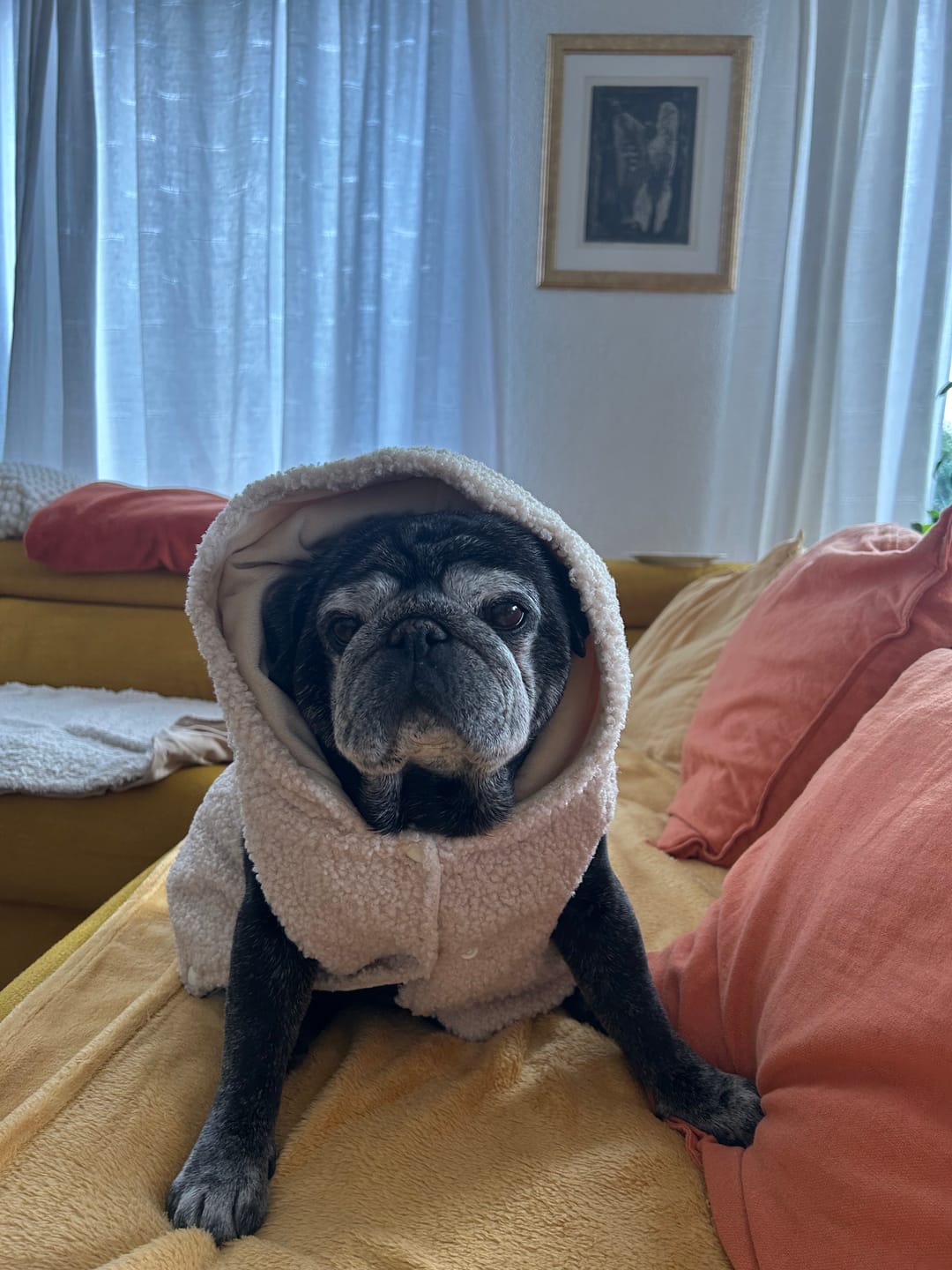 Customer photo review of Teddy Sherpa Dog Jackets