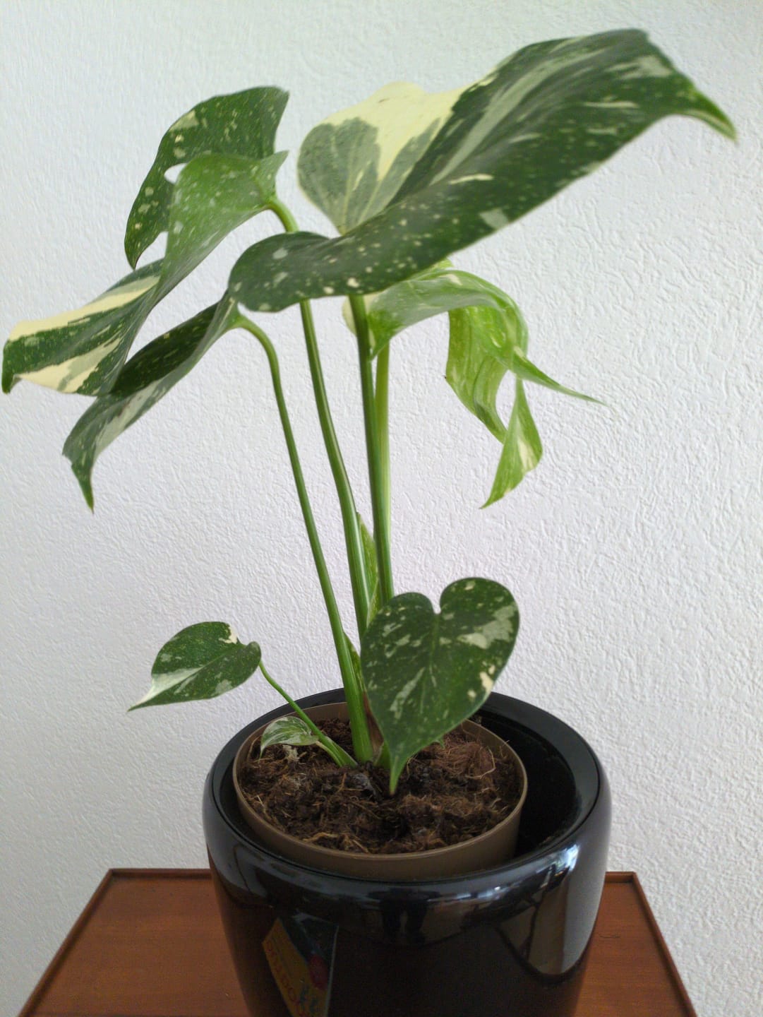 Customer photo review of Monstera Thai Constellation