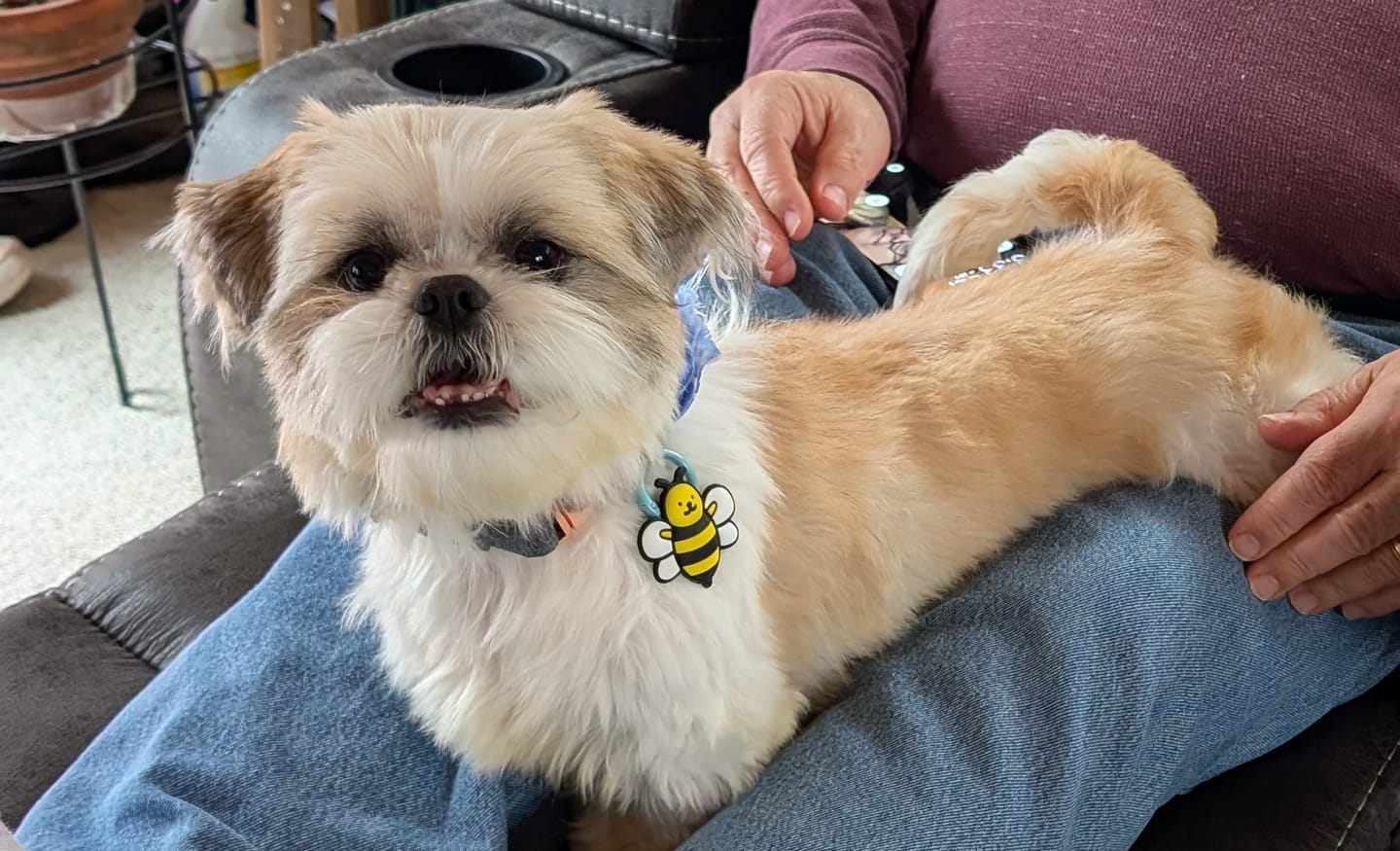 Customer photo review of Woof Jiby Dog Charm