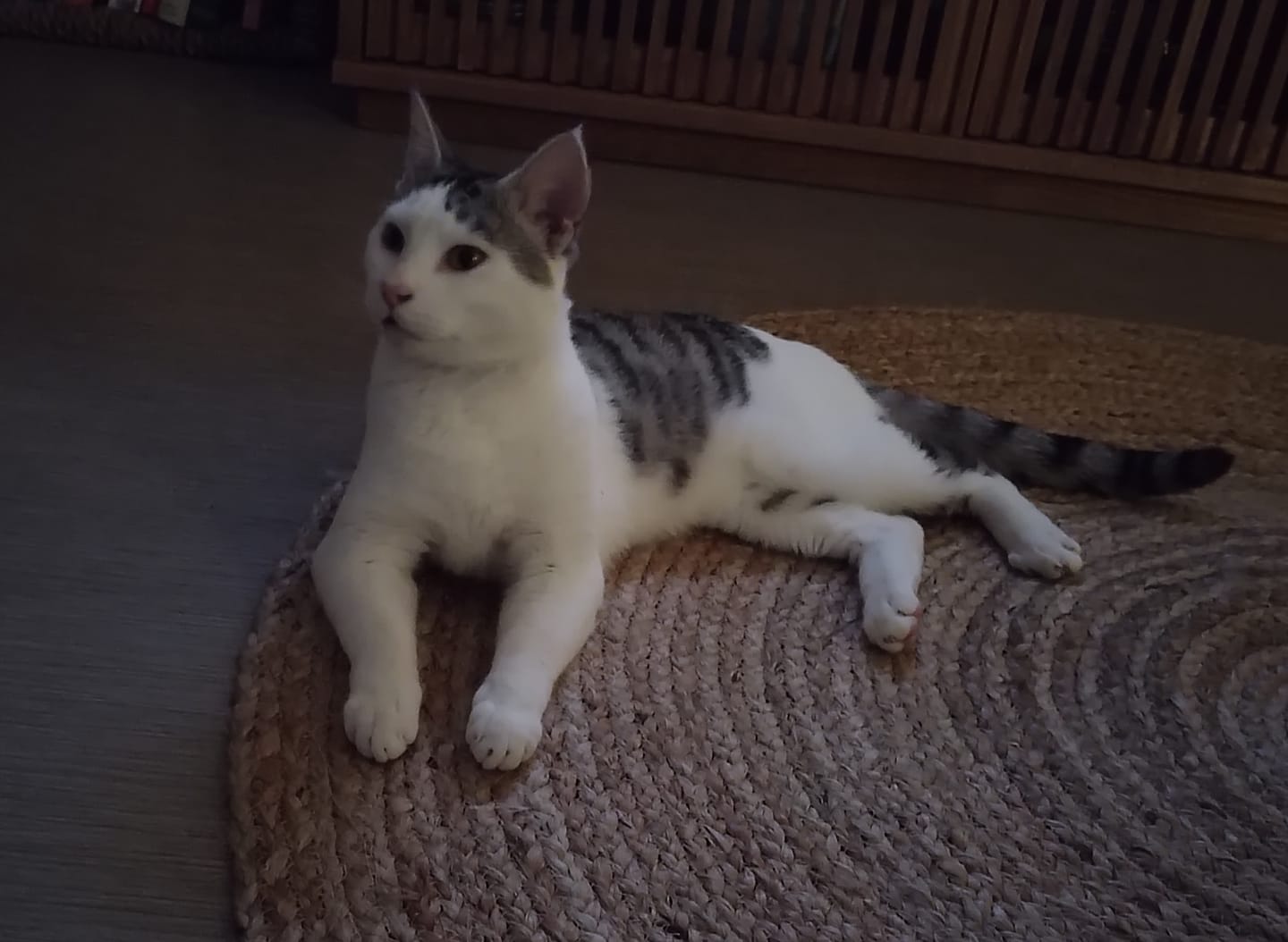 Customer photo review of Croquettes Volaille & Légumes - Chat Sénior
