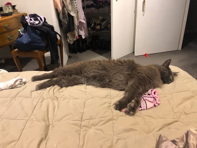 Customer photo review of Bravecto PLUS for Large Cats 6.25-12.5kg Spot-On Solution - Purple