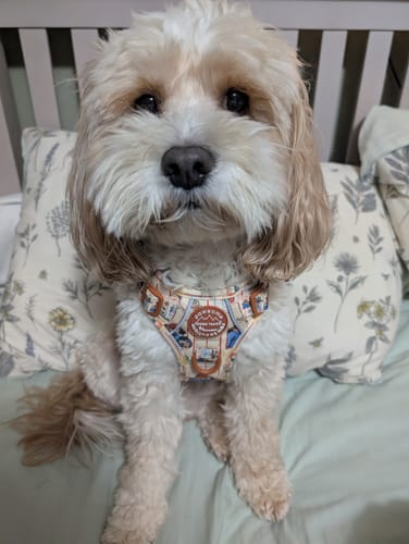 Customer photo review of Paddington™ Tough Trails™ Harness - Peckish Paddington