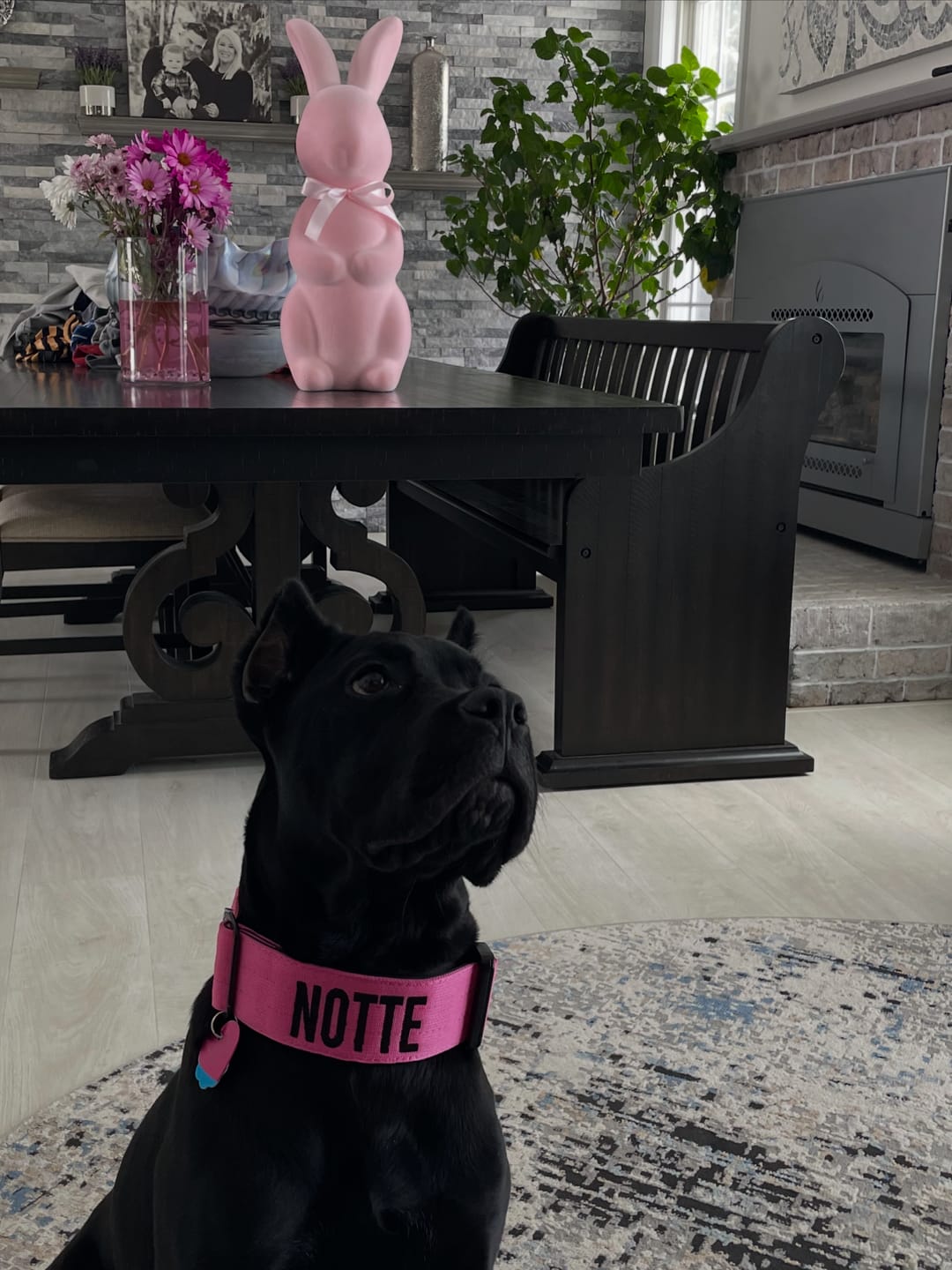 Customer photo review of Pink Bully Proof Collar