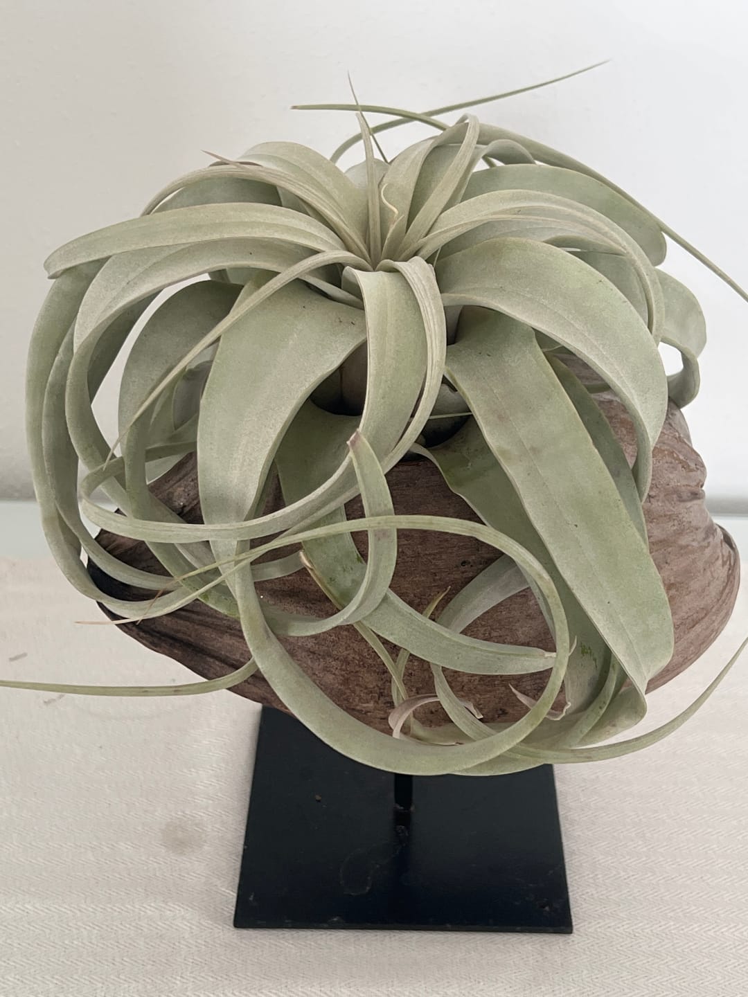 Customer photo review of Tillandsia xerographica