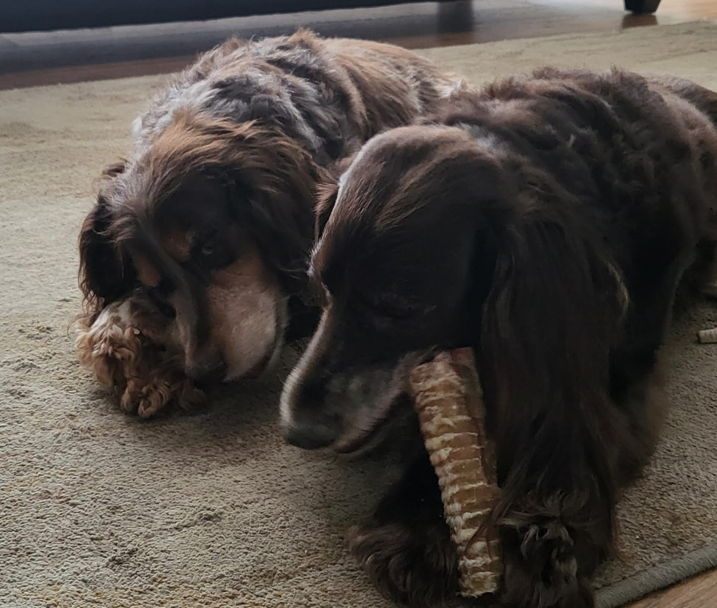 Customer photo review of 6 Inch Beef Trachea