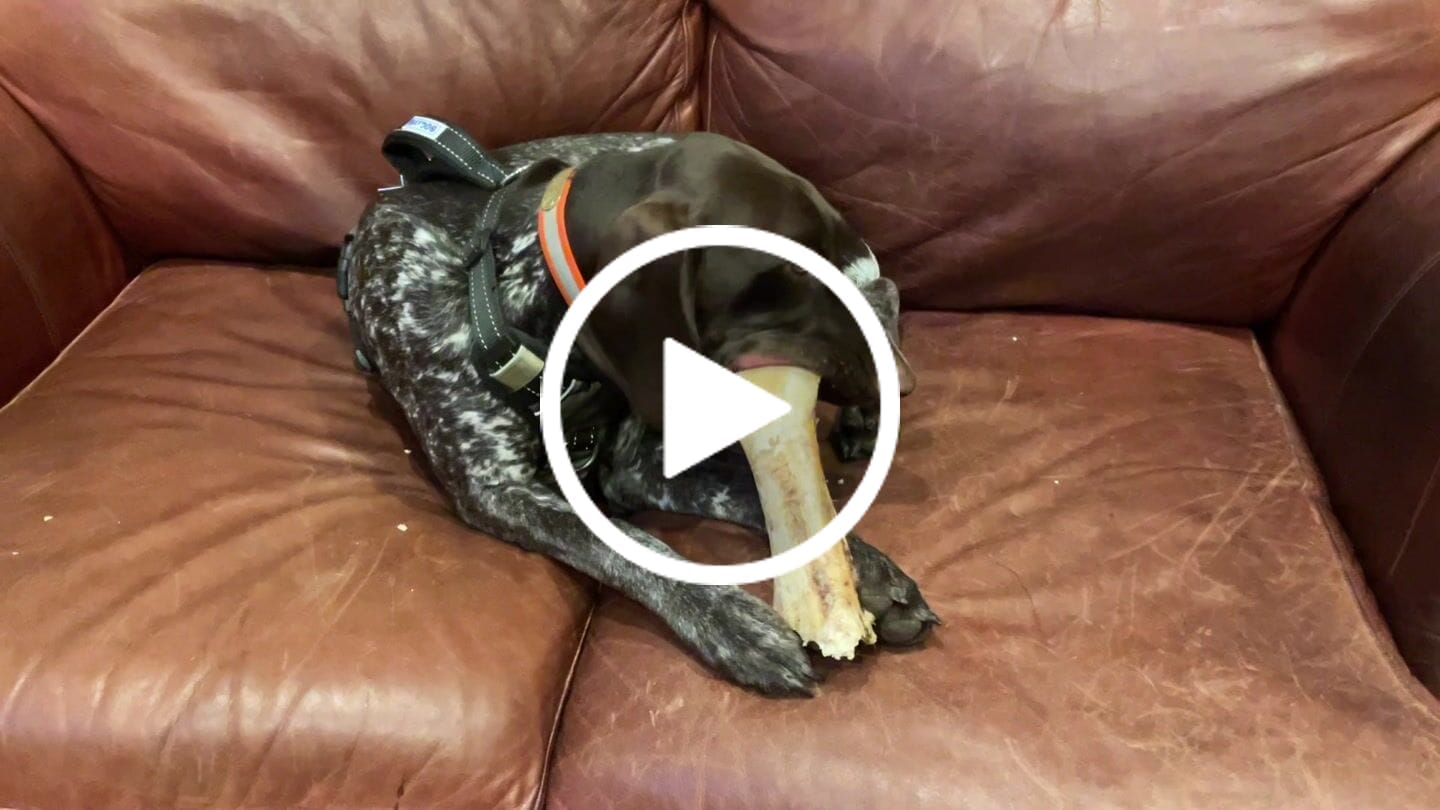 Customer video review of Ostrich Hip Bone (12" x 5"x 3”): The Durable, Flavor-Packed Chew for Medium & Large Dogs