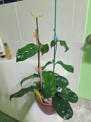 Customer's Hoya Villosa plant with shiny, dark green leaves supported by stakes in a pot.