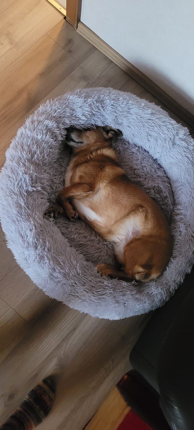 Customer photo review of Belune® Hundebett mit waschbarem Bezug