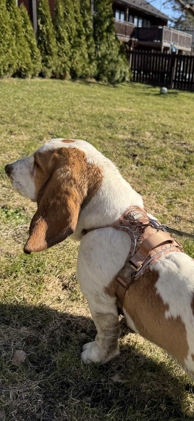 Customer photo review of Disney© Tough Trails™ Harness - Slinky