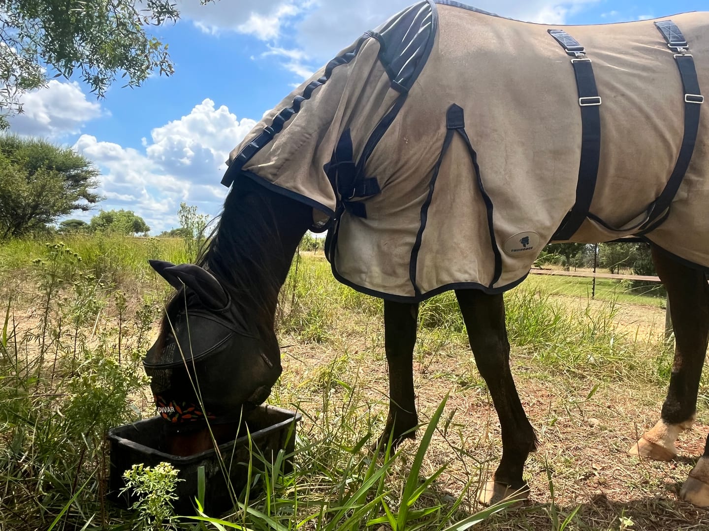 Customer photo review of Flexcare Equine (Joint Supplement For Horses)
