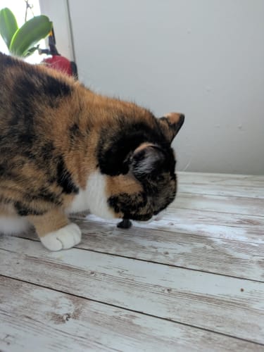 Customer photo review of Patsli® Move