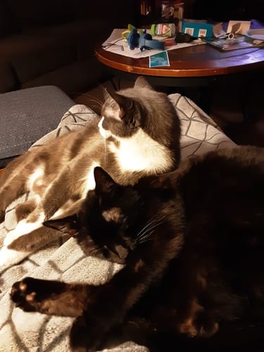 Customer photo review of 1x Blisso Advanced Cat Probiotic