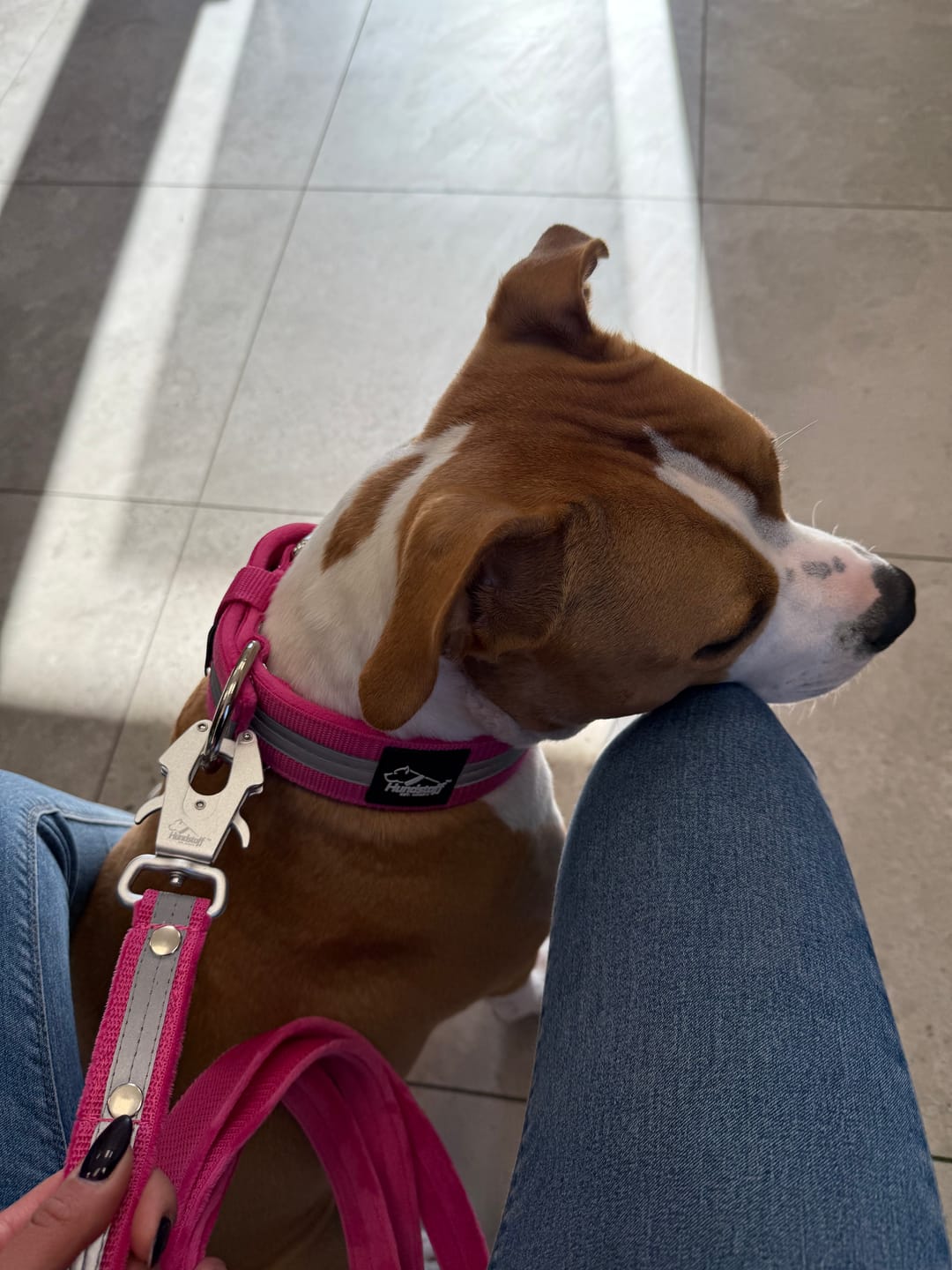 Customer photo review of Active obroża i smycz z odblaskiem - Active Safe Set Rózowa