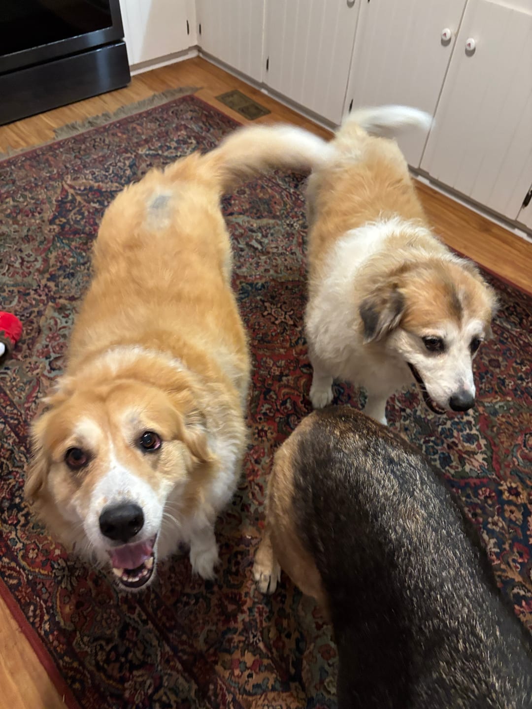 Customer photo review of 6 Inch Jumbo Bully Stick