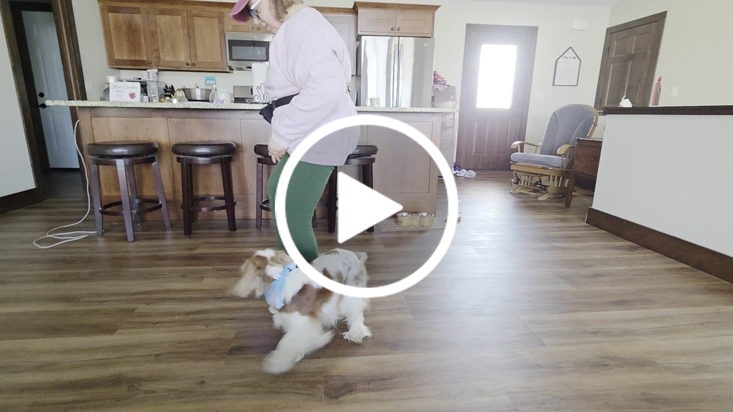 Customer video review of Chicken Mini Training Treats