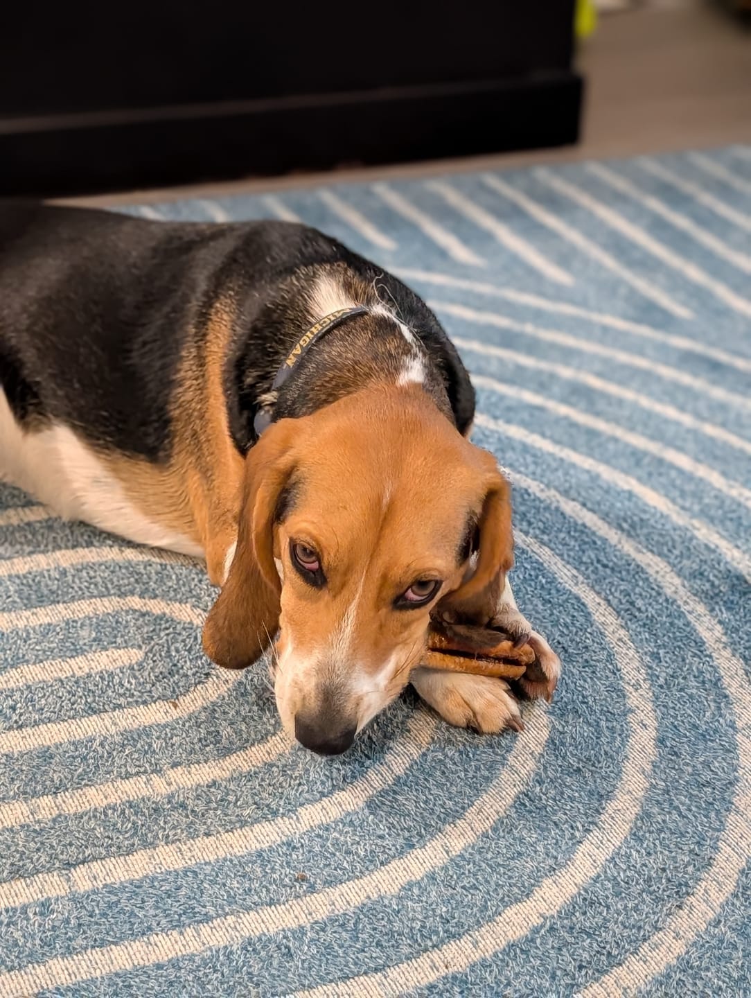 Customer photo review of 10-12 Inch Champion Chew