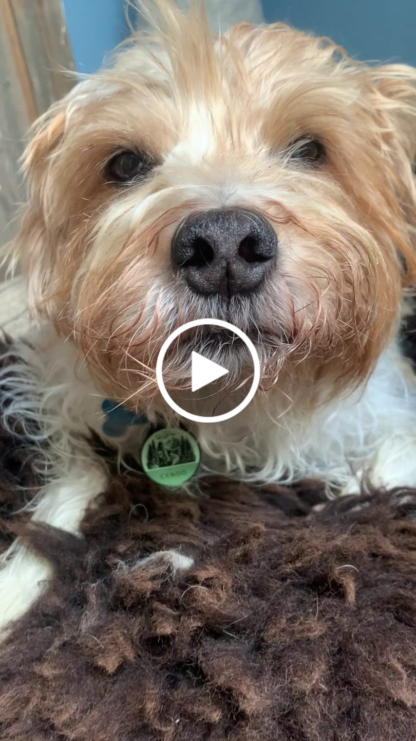 Customer video review of Hike More - Silent Dog ID Tag