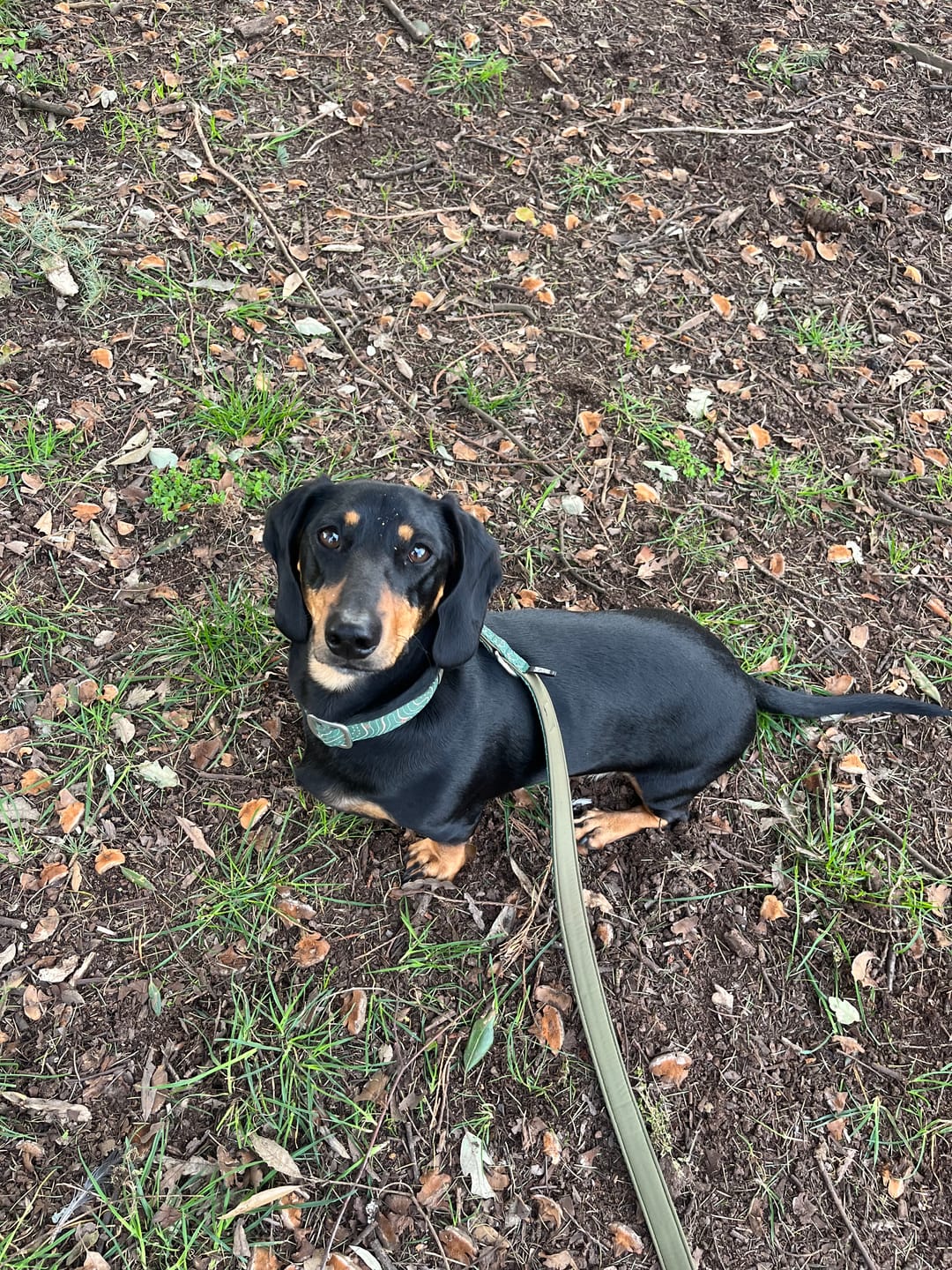 Customer photo review of Apex® Collar