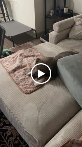 Customer video review of Smoked Beef Marrow Bone