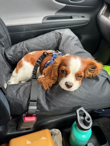 Customer photo review of Car Seat Cover