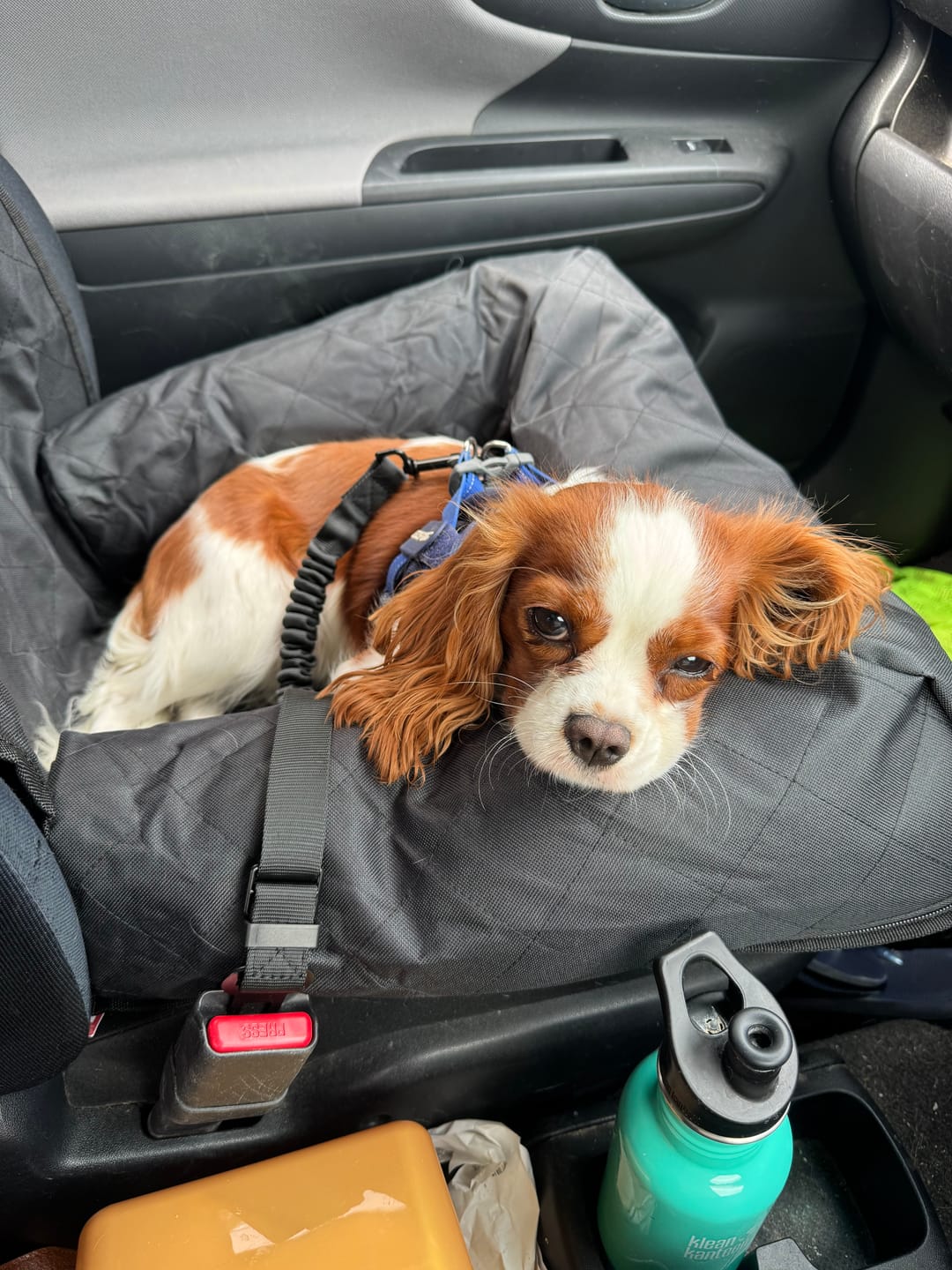 Customer photo review of Car Seat Cover
