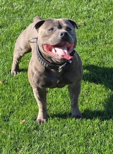 Customer photo review of Hand Made Leather Dog Collar - Ruffneck Black & Chrome (Wide Fit)