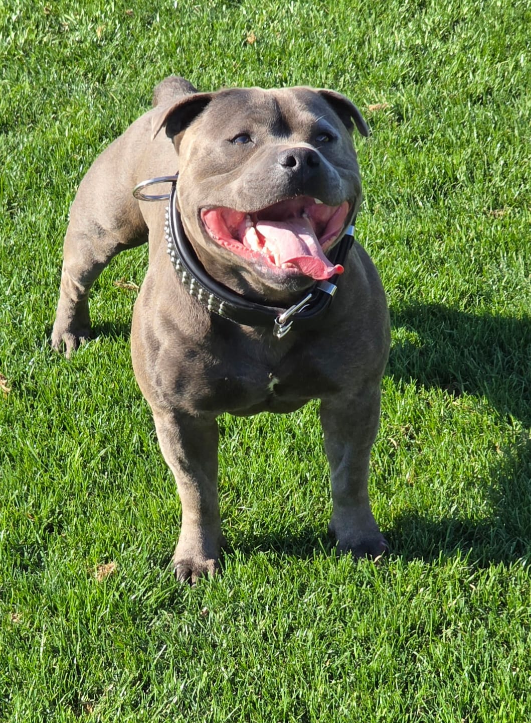 Customer photo review of Hand Made Leather Dog Collar - Ruffneck Black & Chrome (Wide Fit)