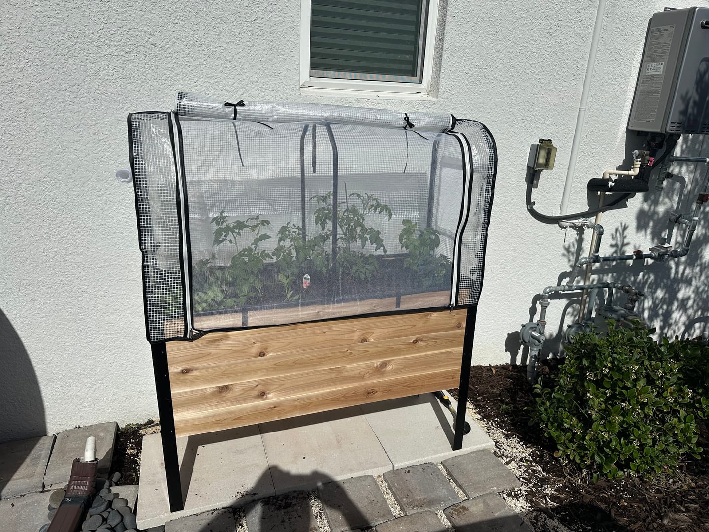 Customer photo review of Greenhouse Cover