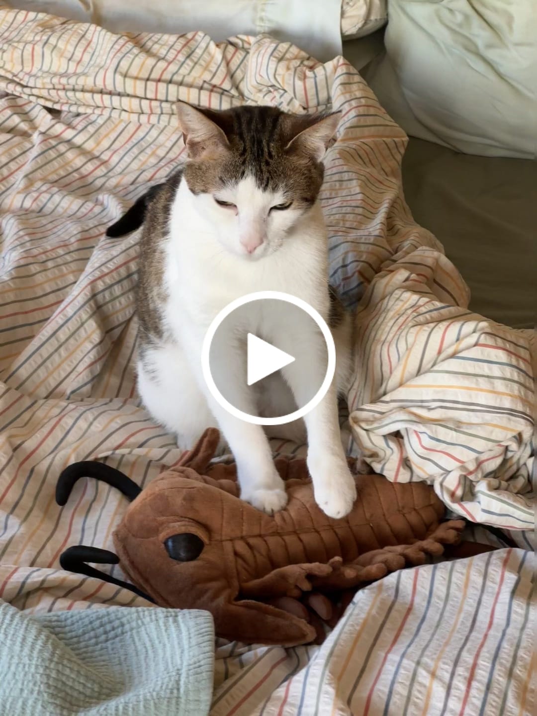 Customer video review of Trilobite Arthropod Soft Stuffed Plush Toy