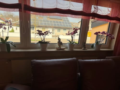 Ein Kunde zeigt seine vier lila 'Two of Us' Orchideen in weißen Töpfen, die auf einer Fensterbank stehen.