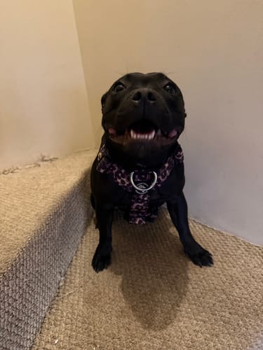 Customer photo review of Arnés Strap para Perros - Street Dogs - Animal Print