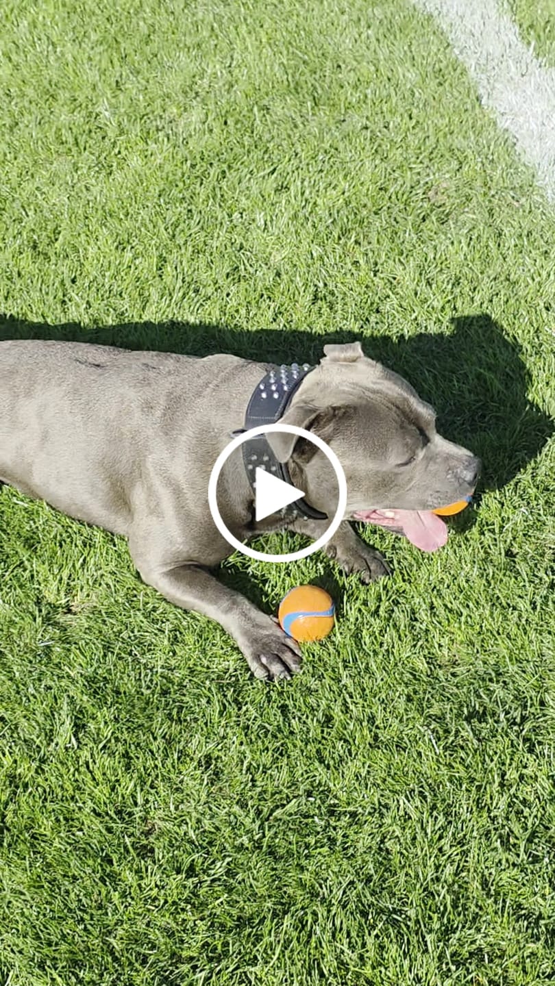 Customer video review of Hand Made Leather Dog Collar - Ruffneck Black & Chrome (Wide Fit)