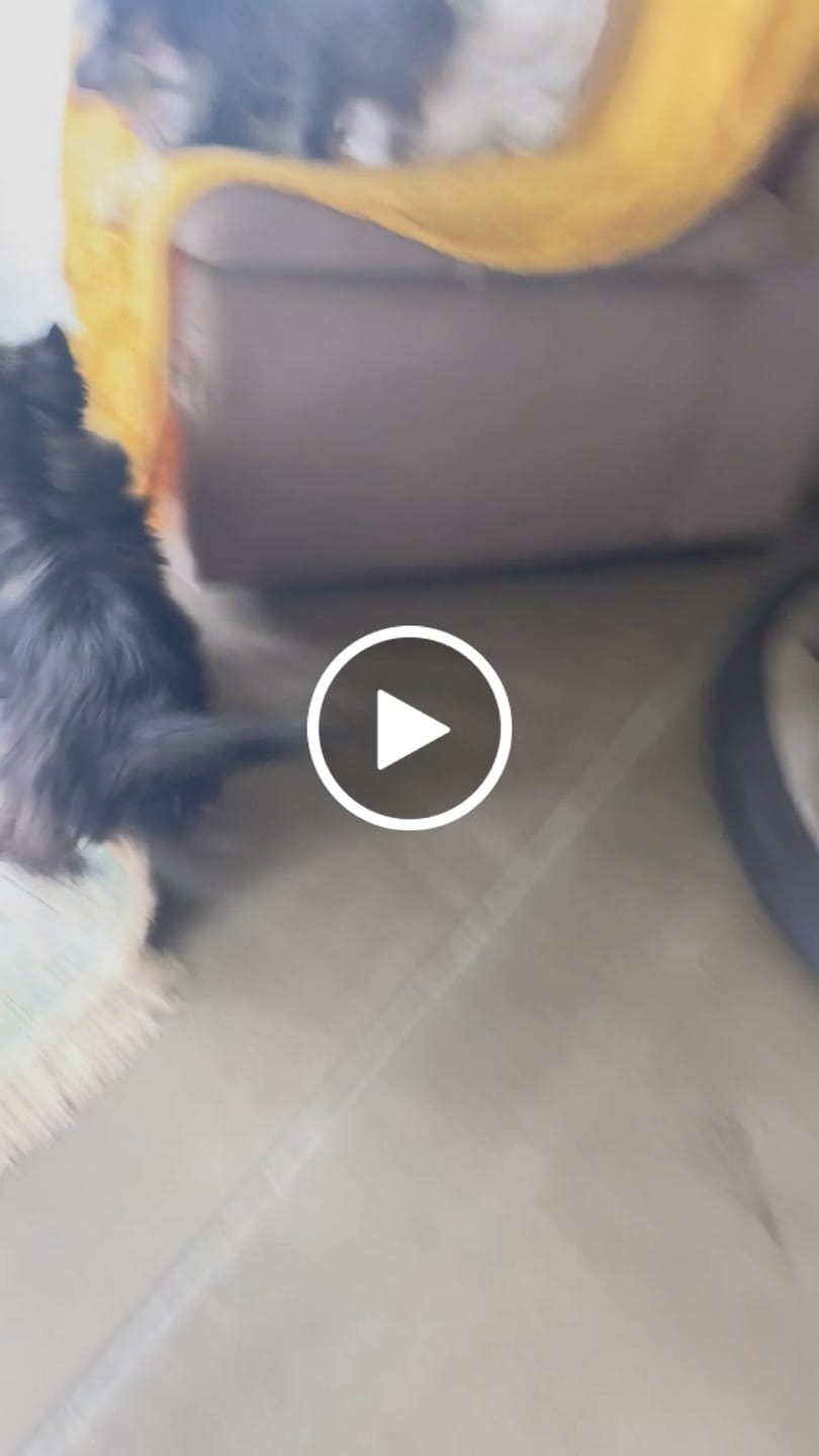 Customer video review of Doggymin (Skin & Immunity Support For Dogs)