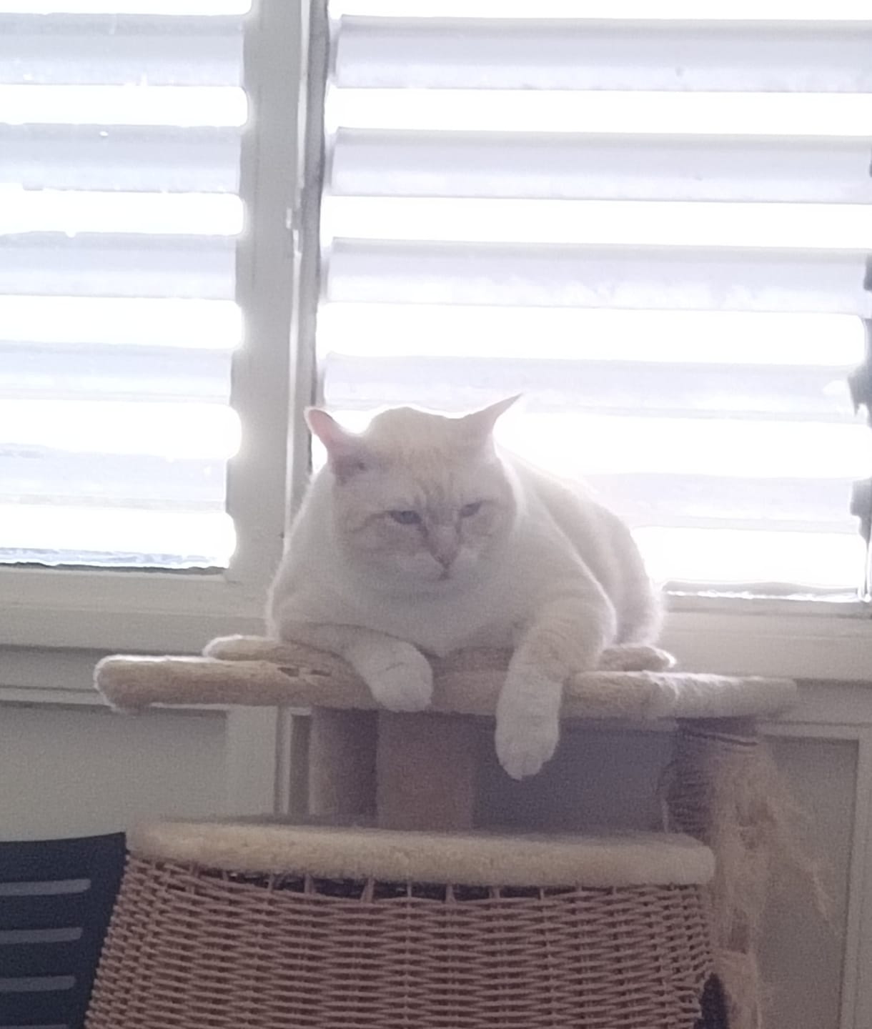 Customer photo review of Croquettes Poisson & Pois - Chat Adulte