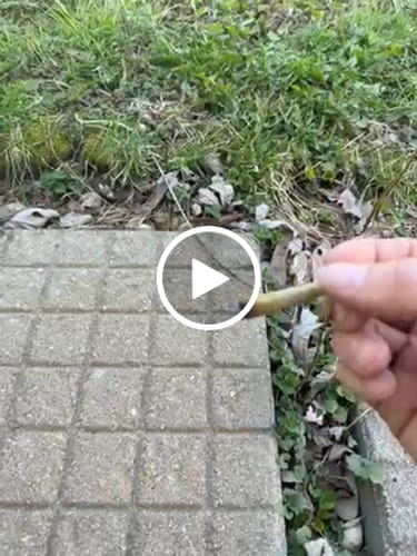 Customer video review of OBAMA KANDY 5CT