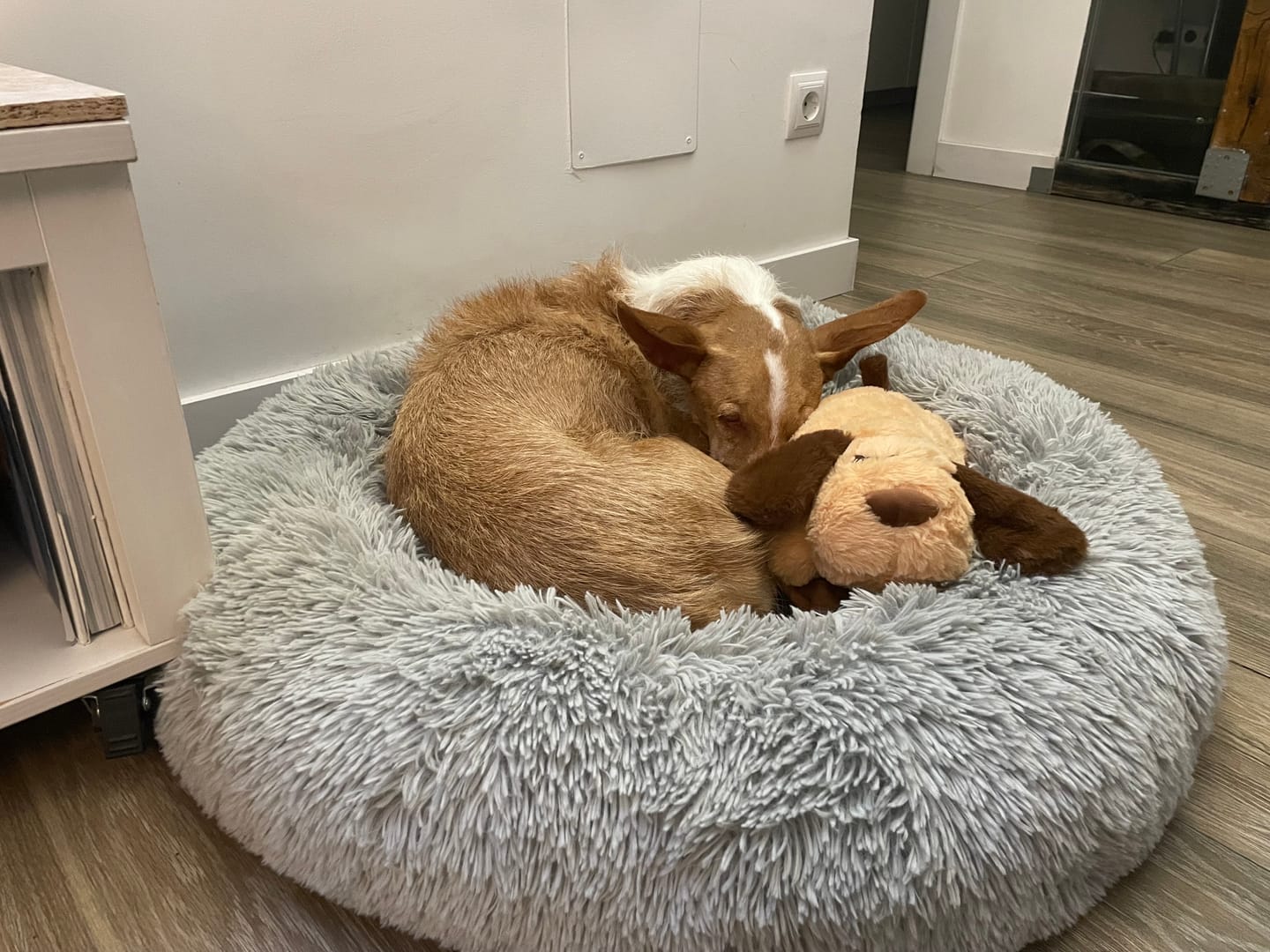 Customer photo review of Peluche Antiestrés para Mascotas