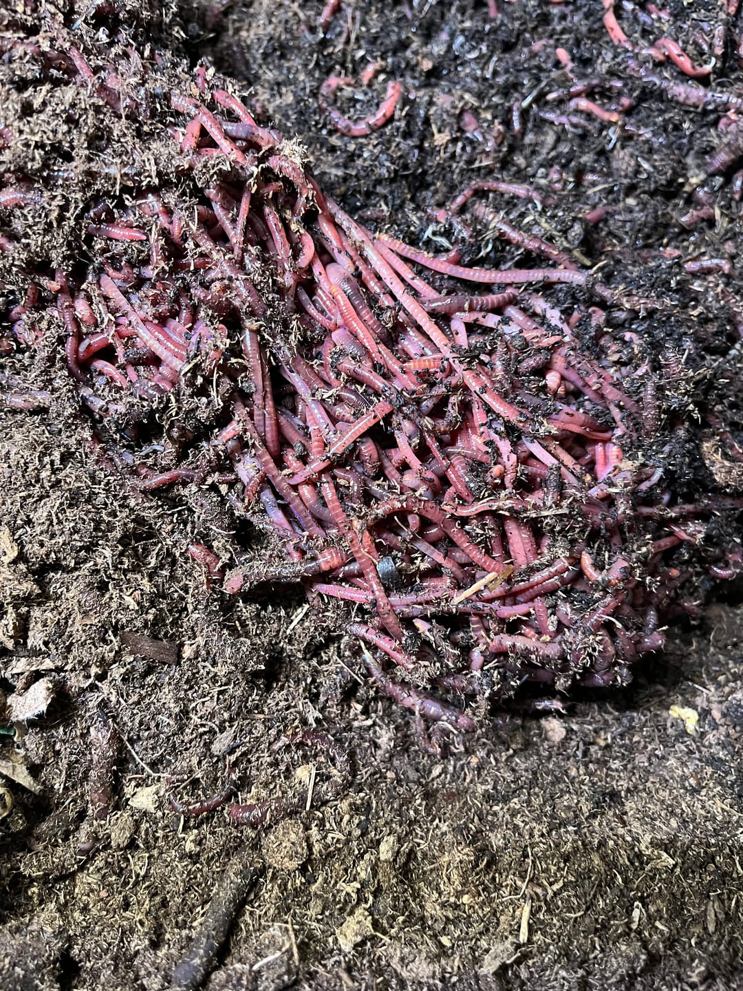 Customer photo review of Red Wigglers Composting Worms