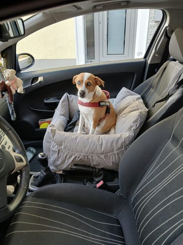 Ein kleiner Hund des Rezensenten sitzt ruhig im gestreiften Premium Hunde Autositz auf dem Beifahrersitz.