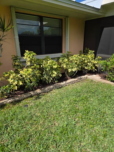 Reviewer's Trinette plants freshly planted in a garden bed under a window.