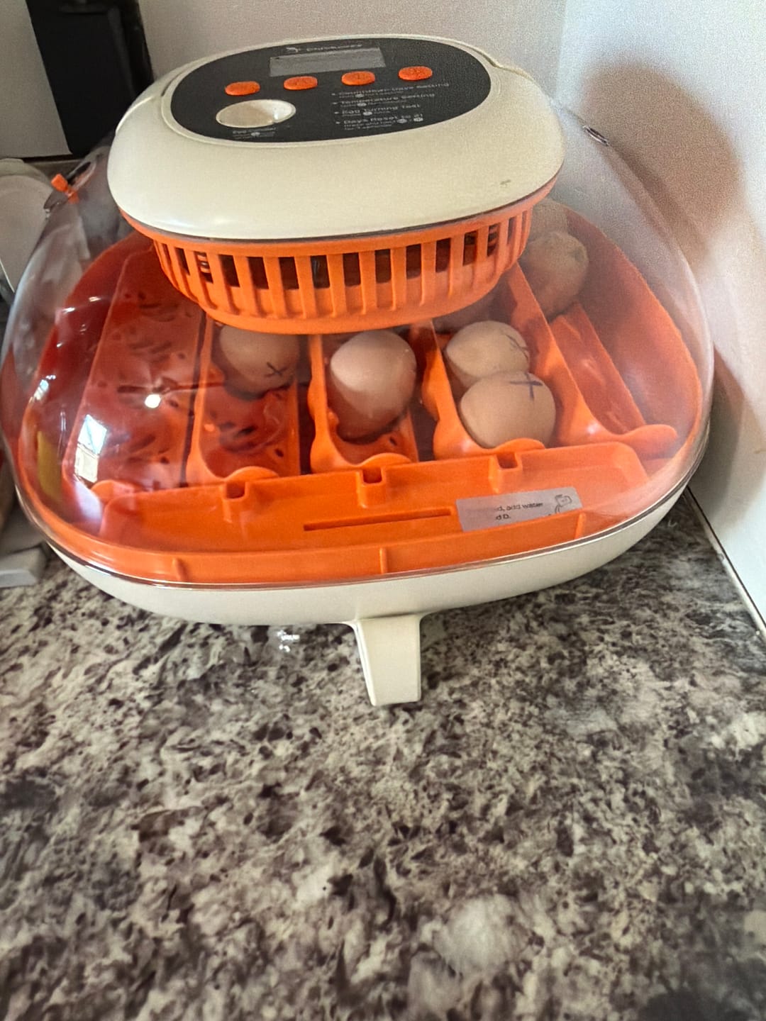 Customer photo review of Egg Incubator -25 Egg Capacity