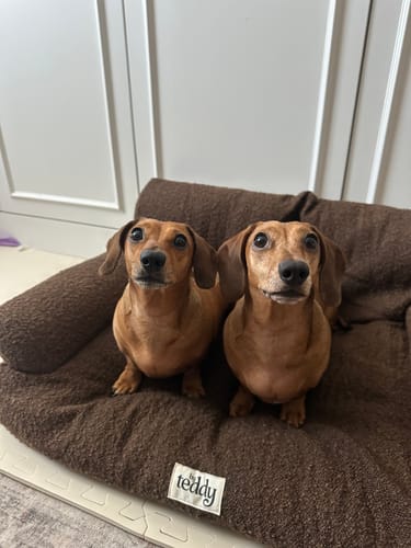Customer photo review of Chocolate | The Teddington Sofa