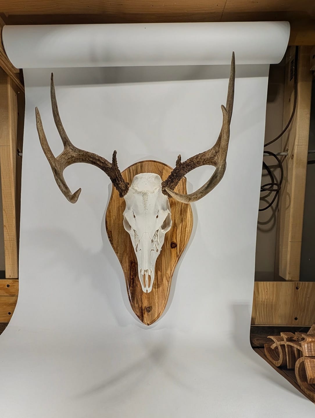 Customer photo review of Award / Taxidermy Mount Plaque Style 4 (Euro Deer) - Acrylic Router Template