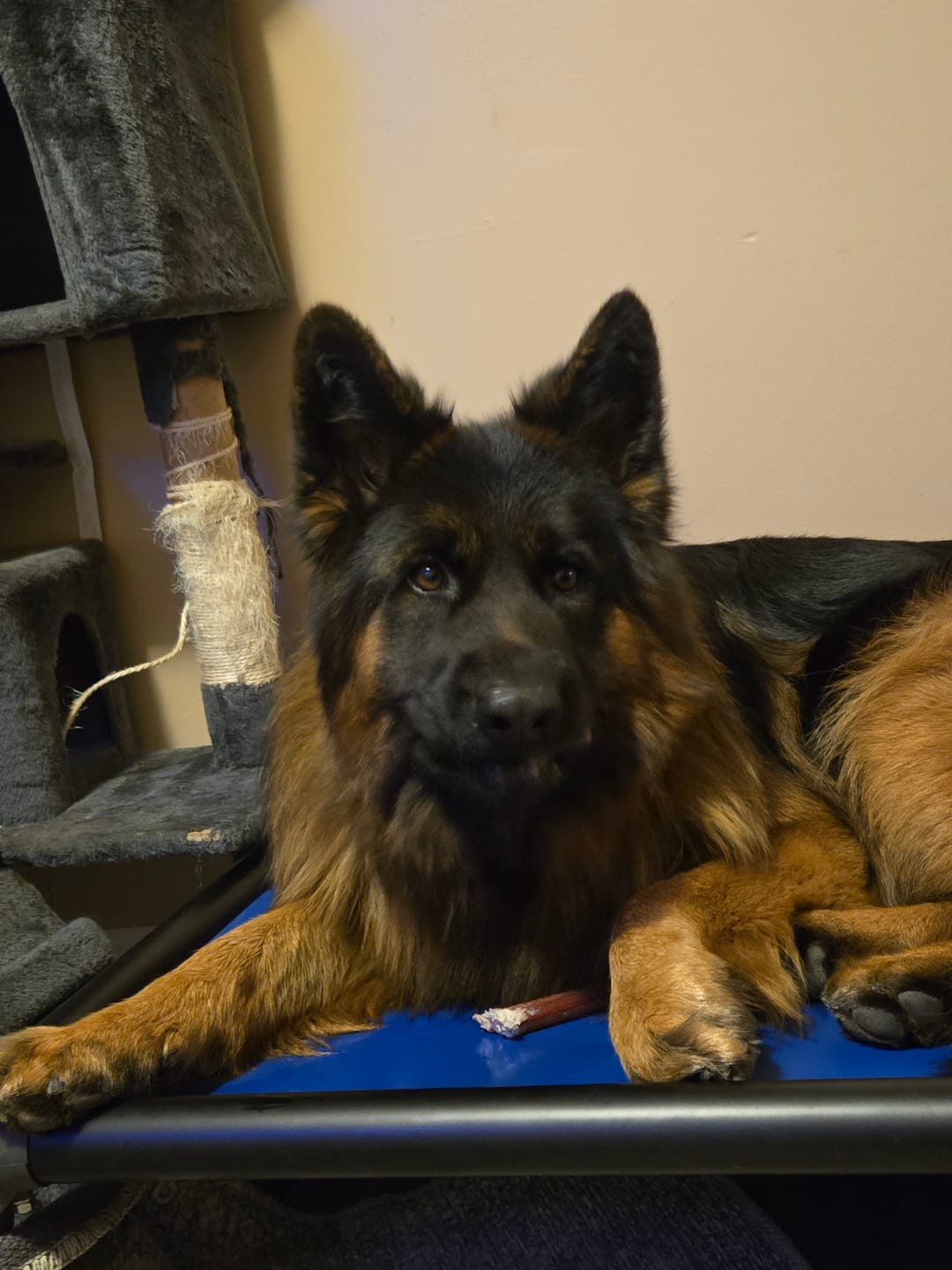 Customer photo review of 12 Inch Jumbo Braided Bully Stick