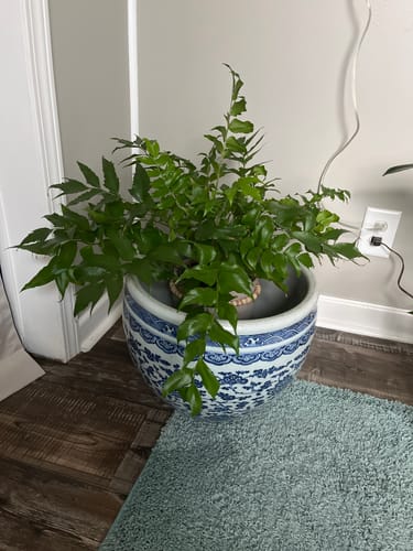 Reviewer's photo of their healthy and lush houseplant after using the pest spray.