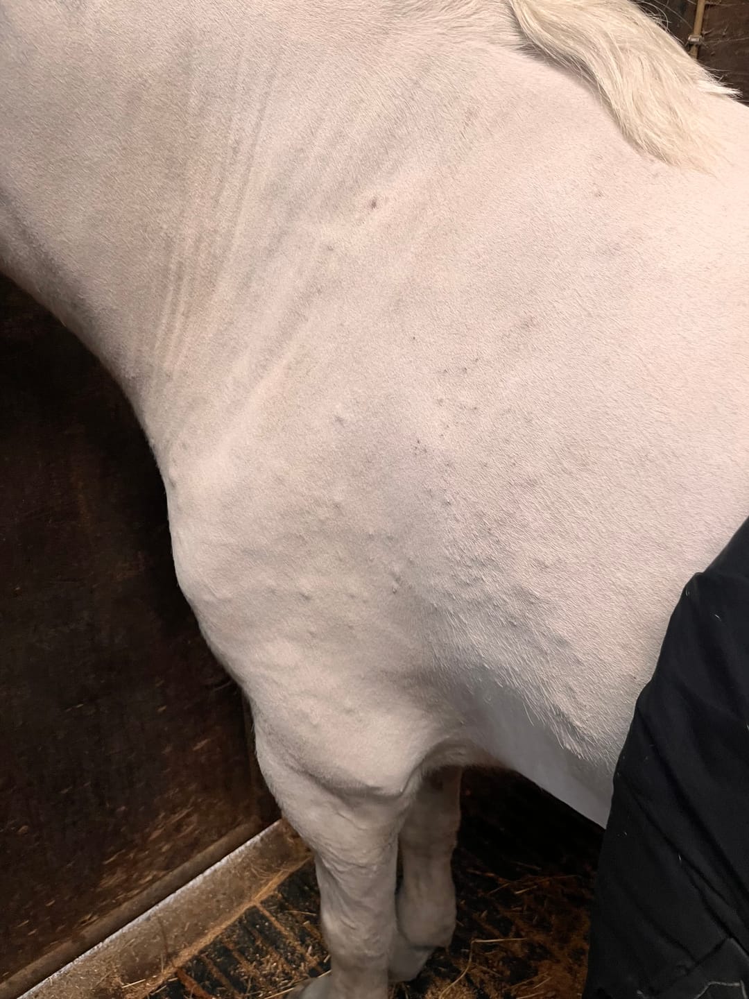 Customer photo review of Horse Shampoo