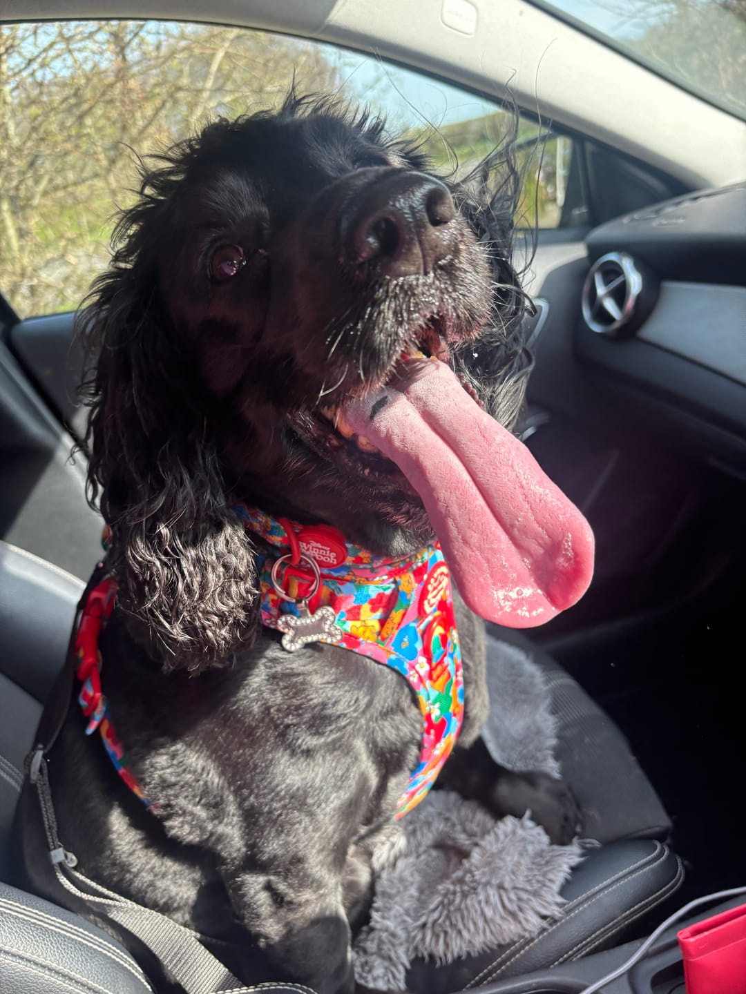 Customer photo review of Disney© Collar - Winnie Goes Retro