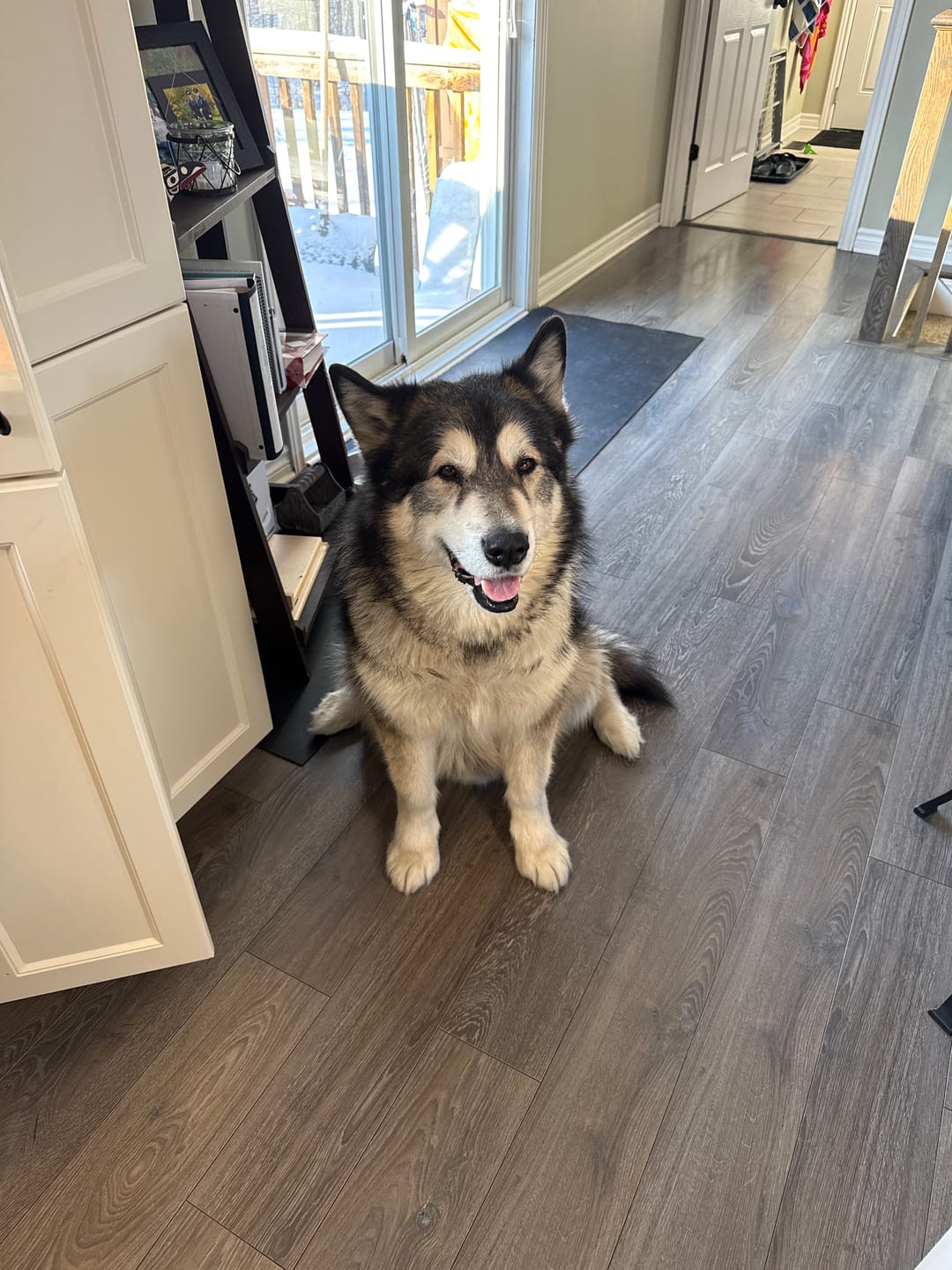 Customer photo review of 6 Inch Beef Jerky Strip