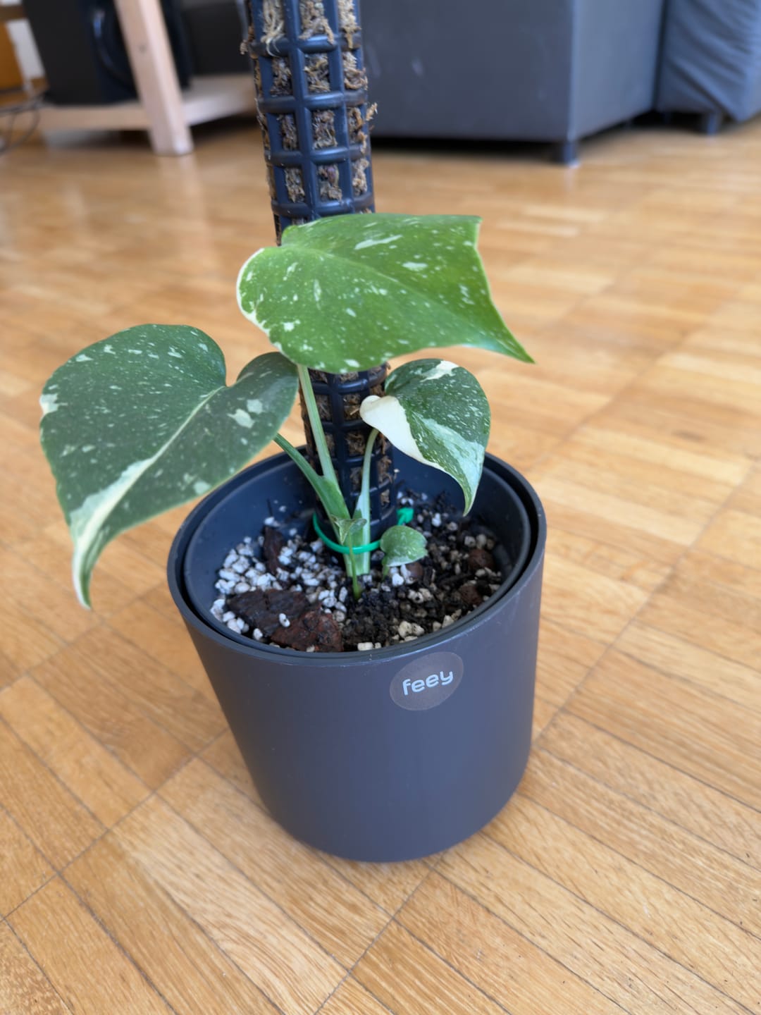 Customer photo review of Monstera Thai Constellation - Babypflanze