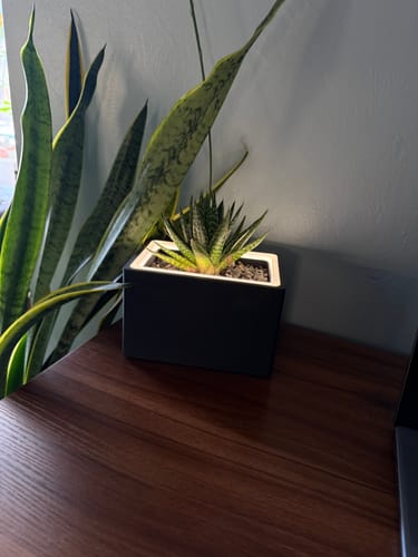 Customer photo review of Aura | Small Round LED Planter