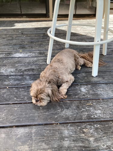 Customer photo review of USA Turkey Tendons